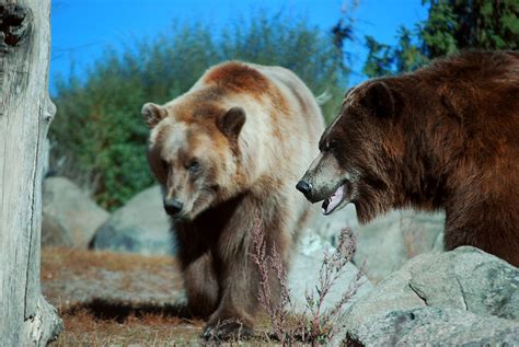 grizzly bear rym